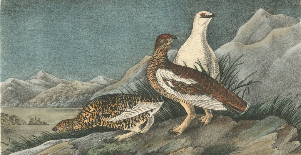 Detail of Rock Ptarmigan by John James Audubon
