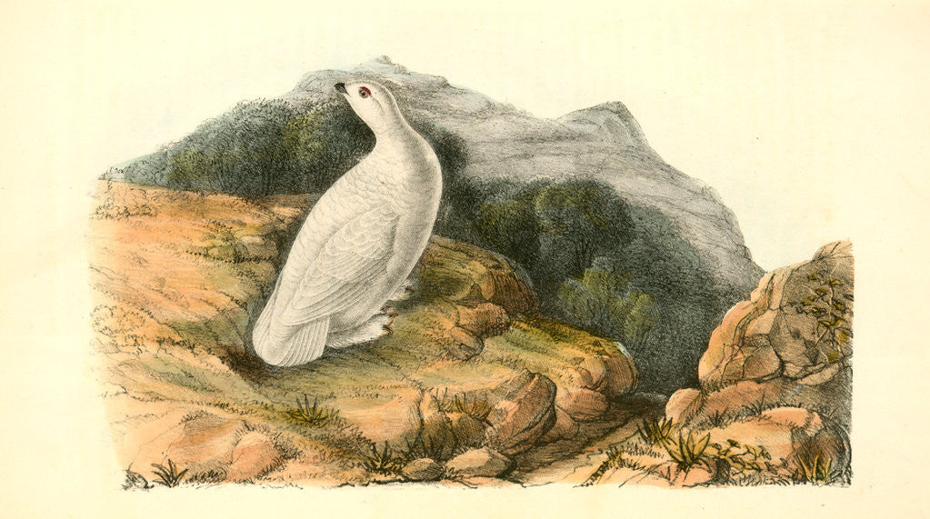 Detail of White-tailed Ptarmigan. Adult in Winter Plumage by John James Audubon
