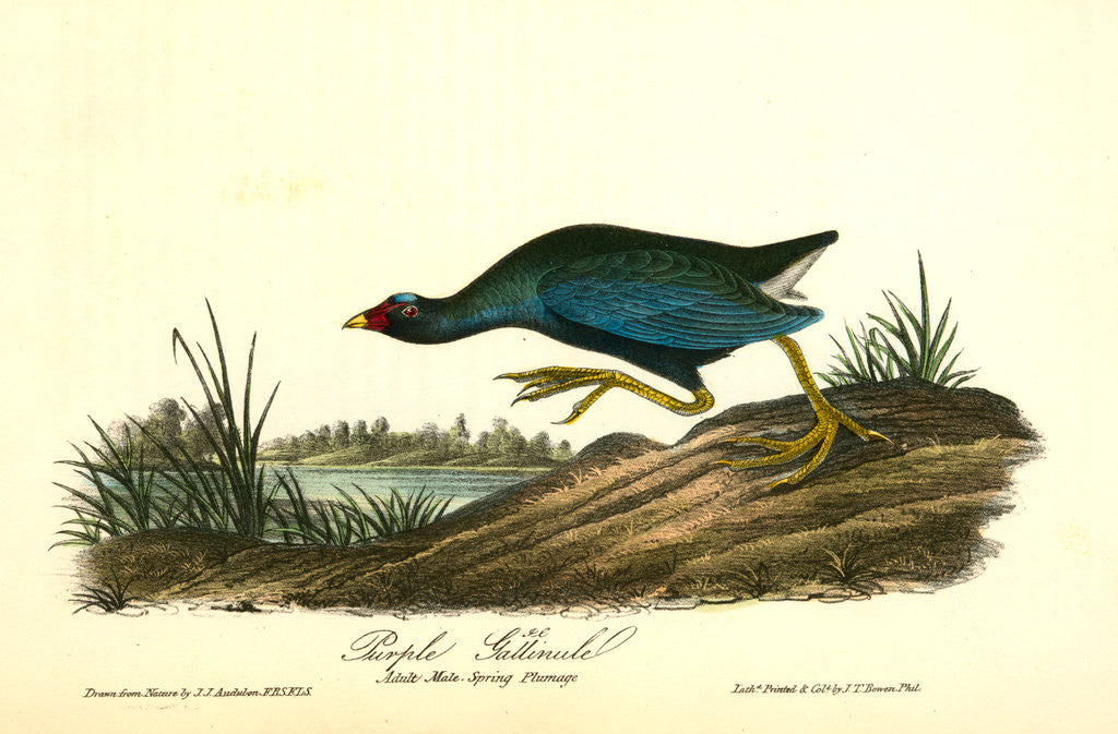 Detail of Purple Gallinule. Adult Male, Spring plumage by John James Audubon