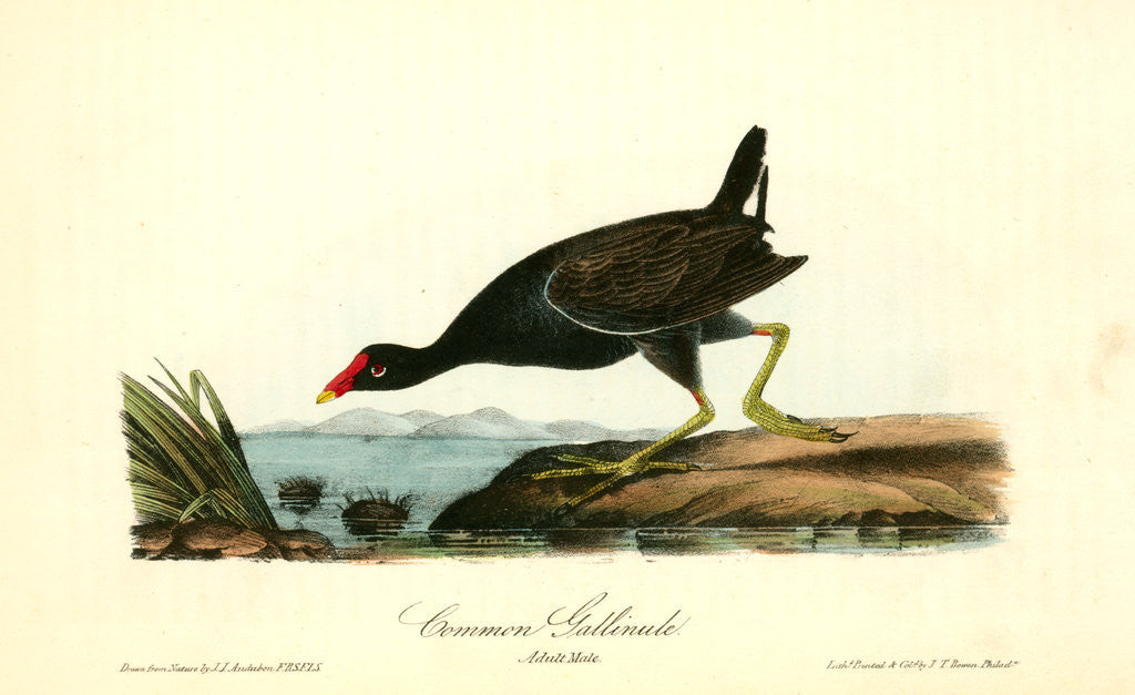 Detail of Common Gallinule. Adult Male by John James Audubon