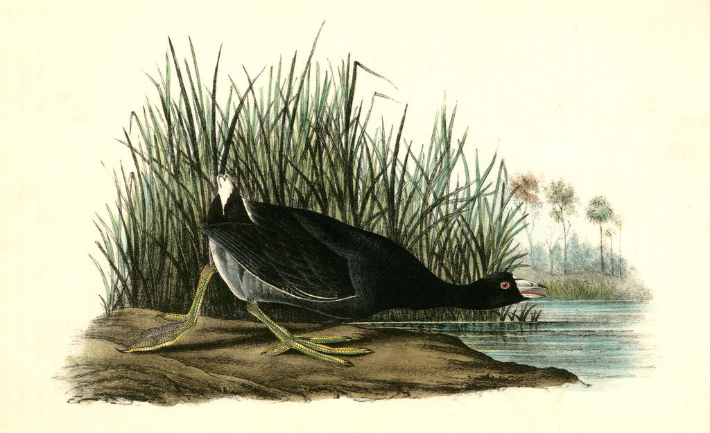 Detail of American Coot by John James Audubon
