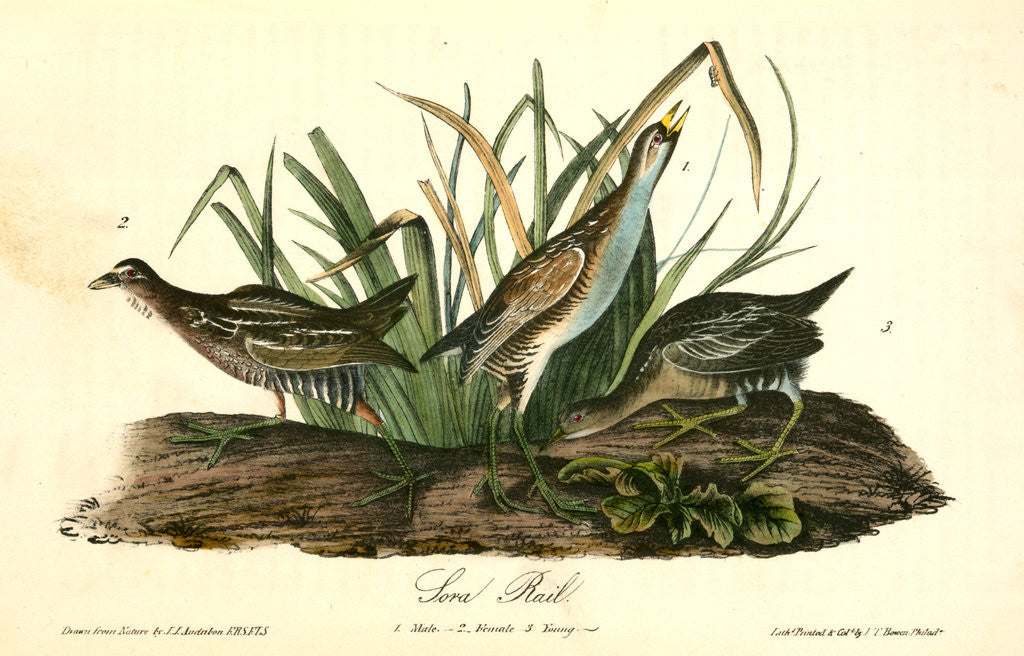 Detail of Sora Rail by John James Audubon