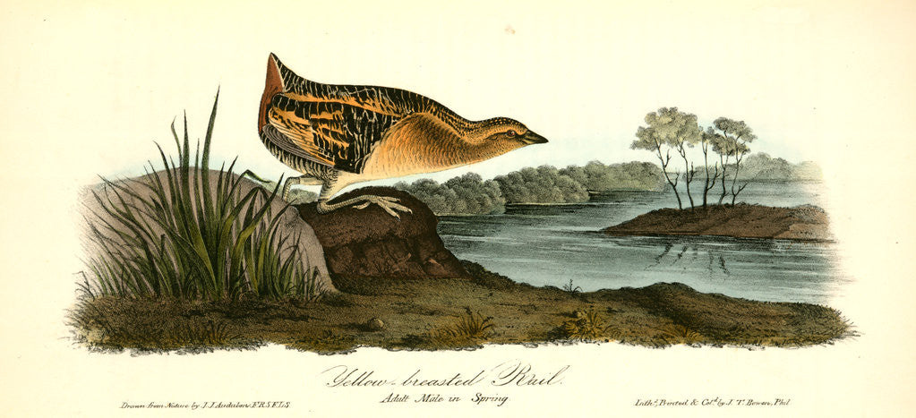 Detail of Yellow-breasted Rail. Adult Male in Spring by John James Audubon