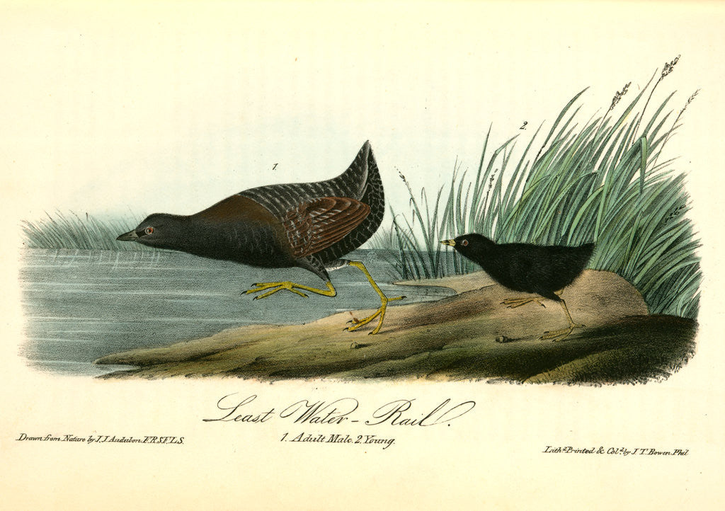 Detail of Least Water-Rail by John James Audubon