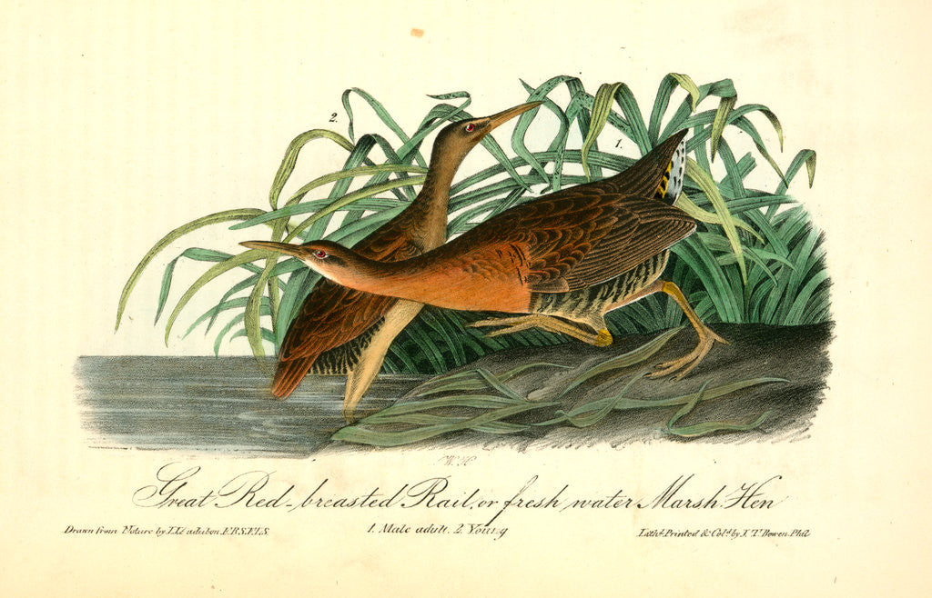 Detail of Great Red-breasted Rail, or fresh-water Marsh Hen by John James Audubon