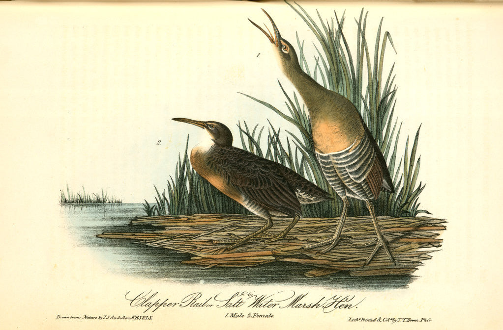 Detail of Clapper Rail, or Salt-water Marsh Hen by John James Audubon