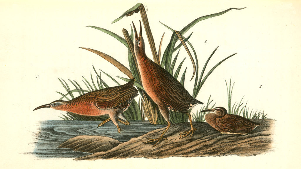 Detail of Virginian Rail by John James Audubon