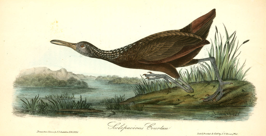 Detail of Scolopaceous Courlan by John James Audubon