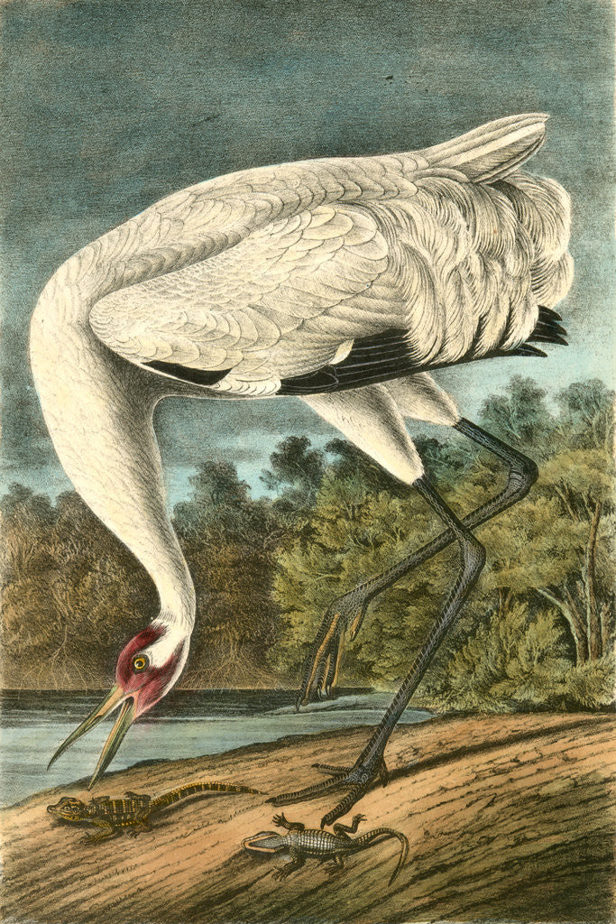 Detail of Wooping Crane. Male, adult by John James Audubon