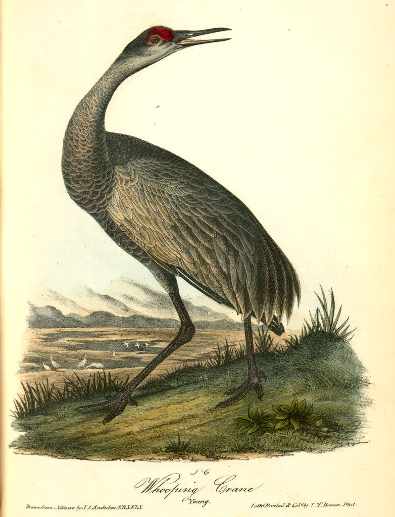 Detail of Wooping Crane. Young by John James Audubon