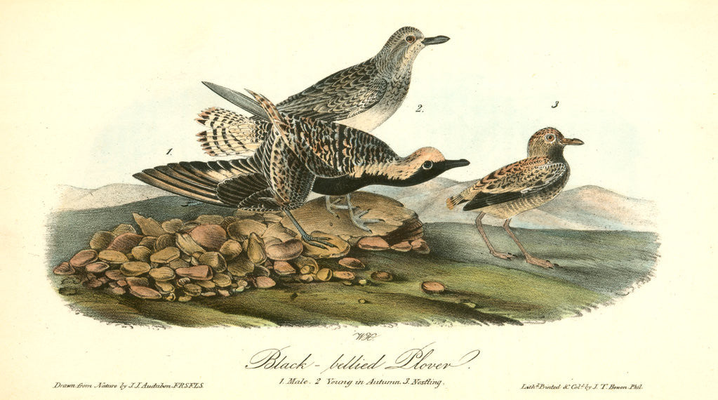 Detail of Black-bellied Plover by John James Audubon