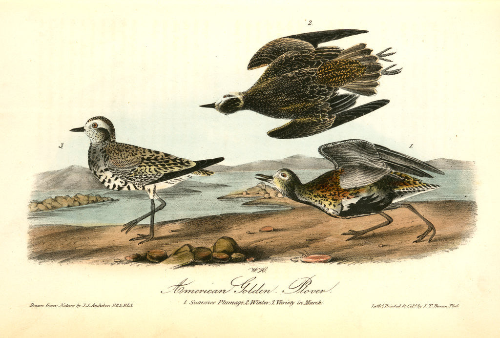 Detail of American Golden Plover by John James Audubon