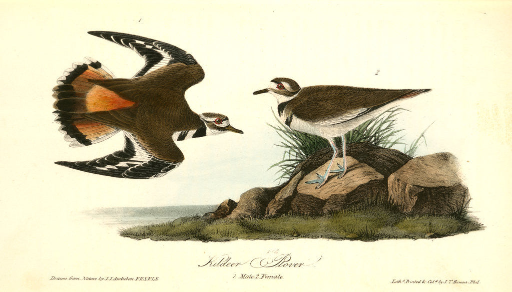Detail of Kildeer Plover by John James Audubon