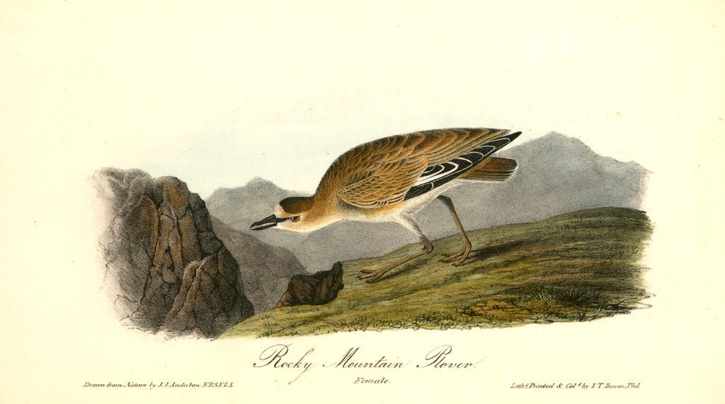 Detail of Rocky Mountain Plover. Female by John James Audubon