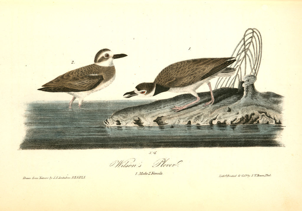Detail of Wilson's Plover by John James Audubon