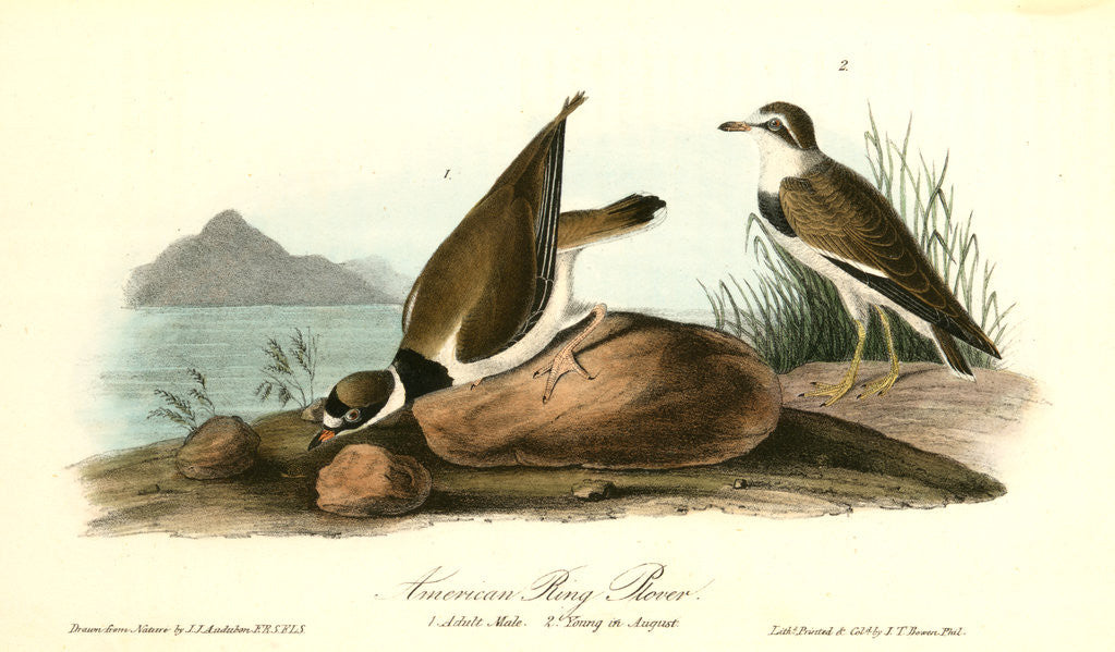 Detail of American Ring Plover by John James Audubon
