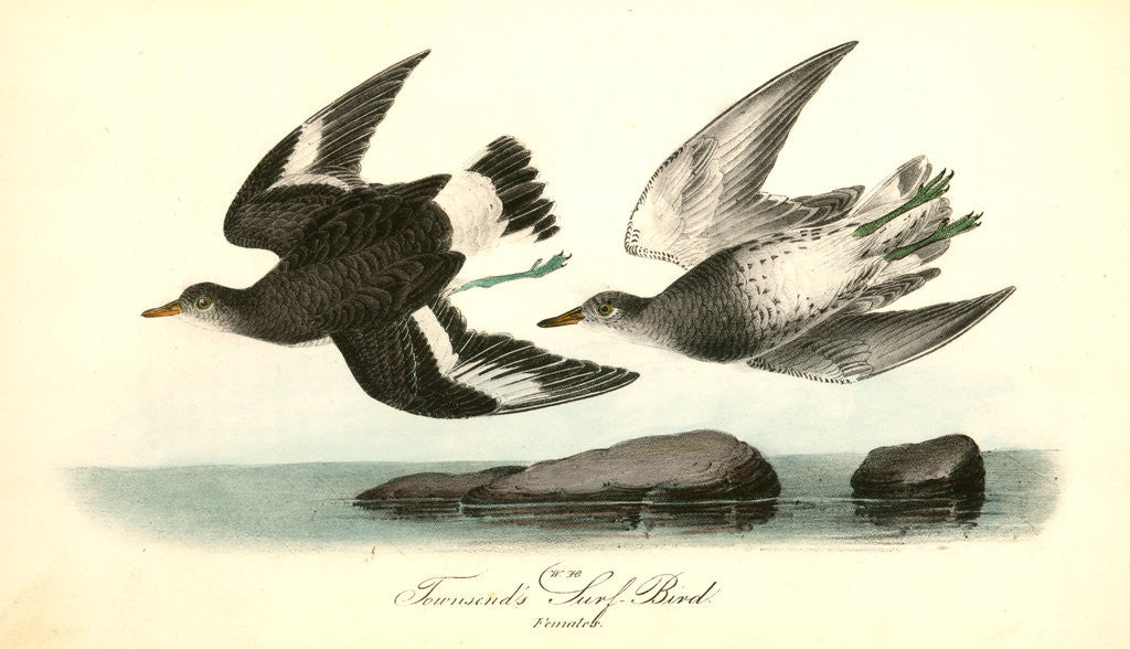 Detail of Townsend's Surf-Bird. Females by John James Audubon