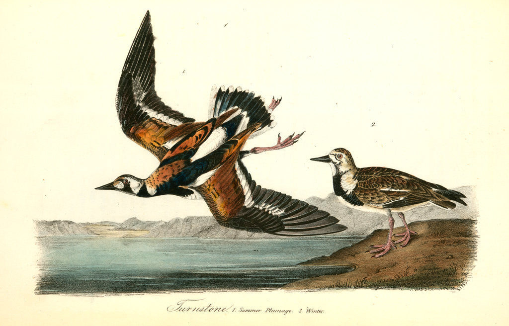 Detail of Turnstone by John James Audubon