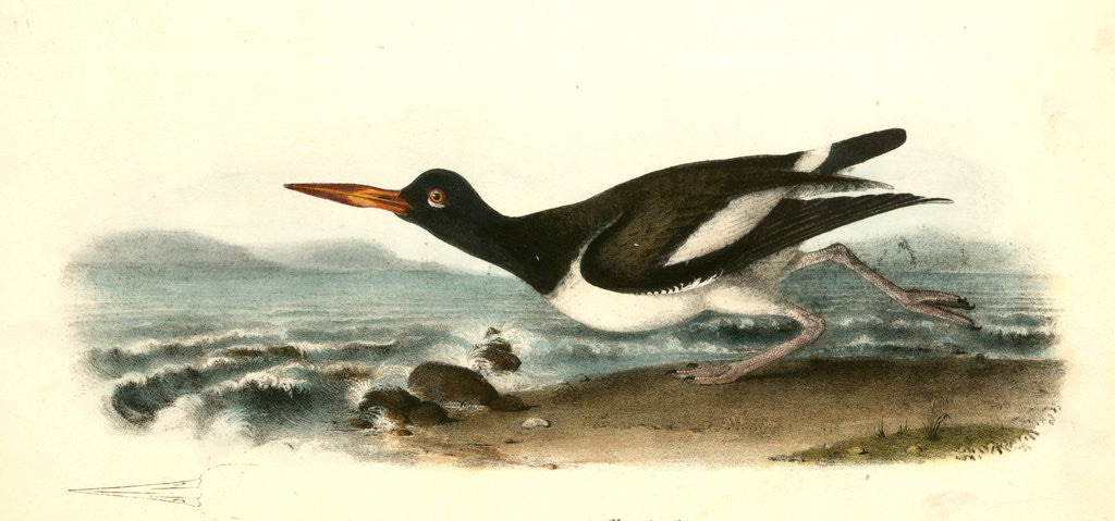 Detail of American Oyster-Catcher. Male by John James Audubon