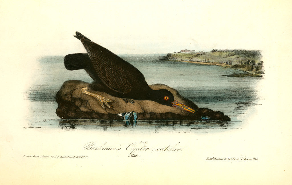Detail of Bachman's Oyster-catcher. Male by John James Audubon