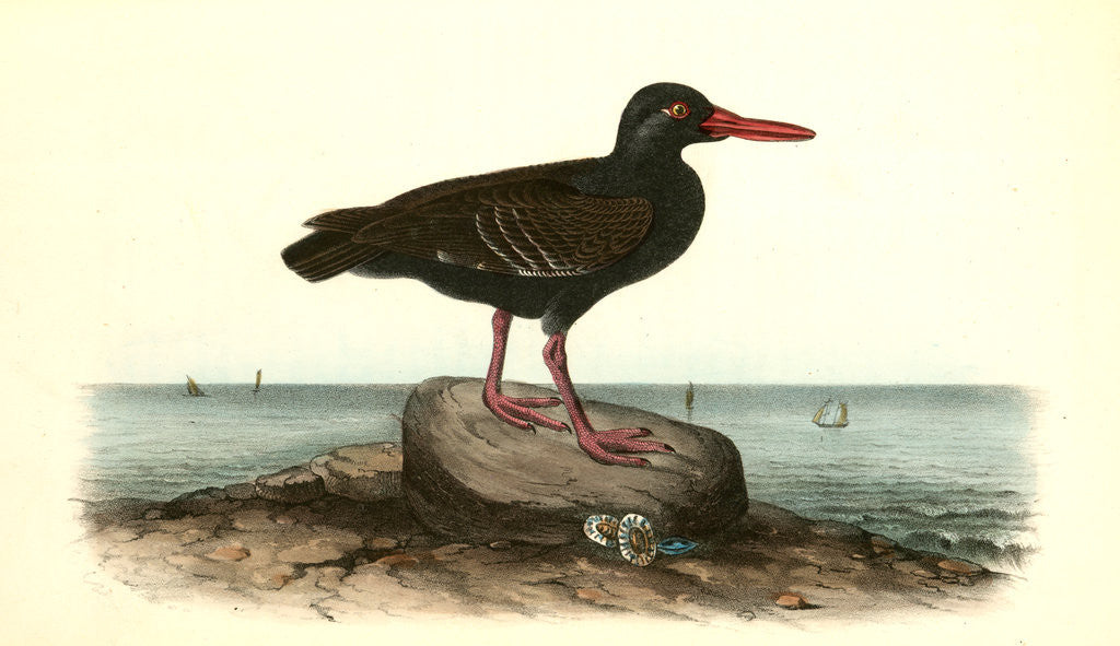 Detail of Townsend's Oyster-catcher. Female by John James Audubon