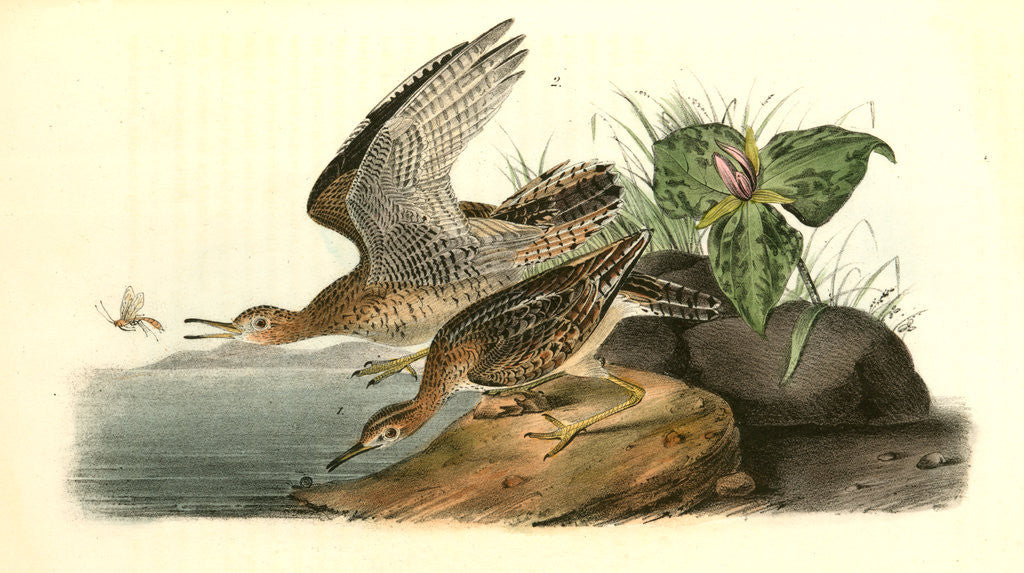 Detail of Bartramian Sandpiper by John James Audubon