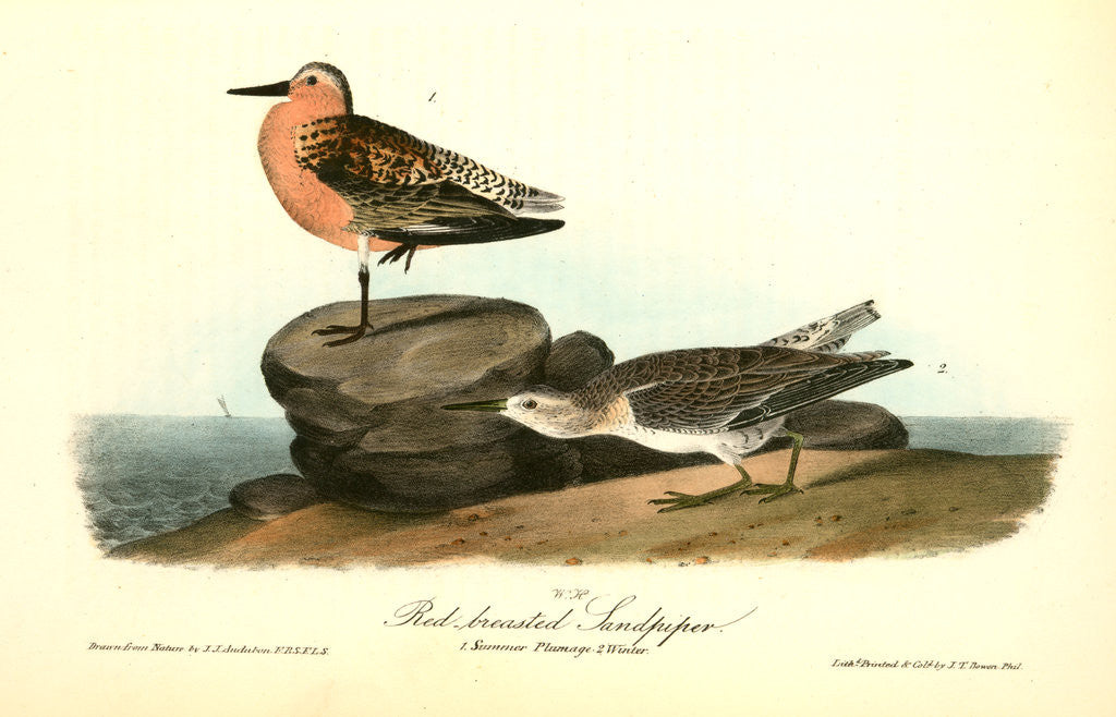 Detail of Red-breasted Sandpiper. 1.Summer plumage. 2. Winter by John James Audubon