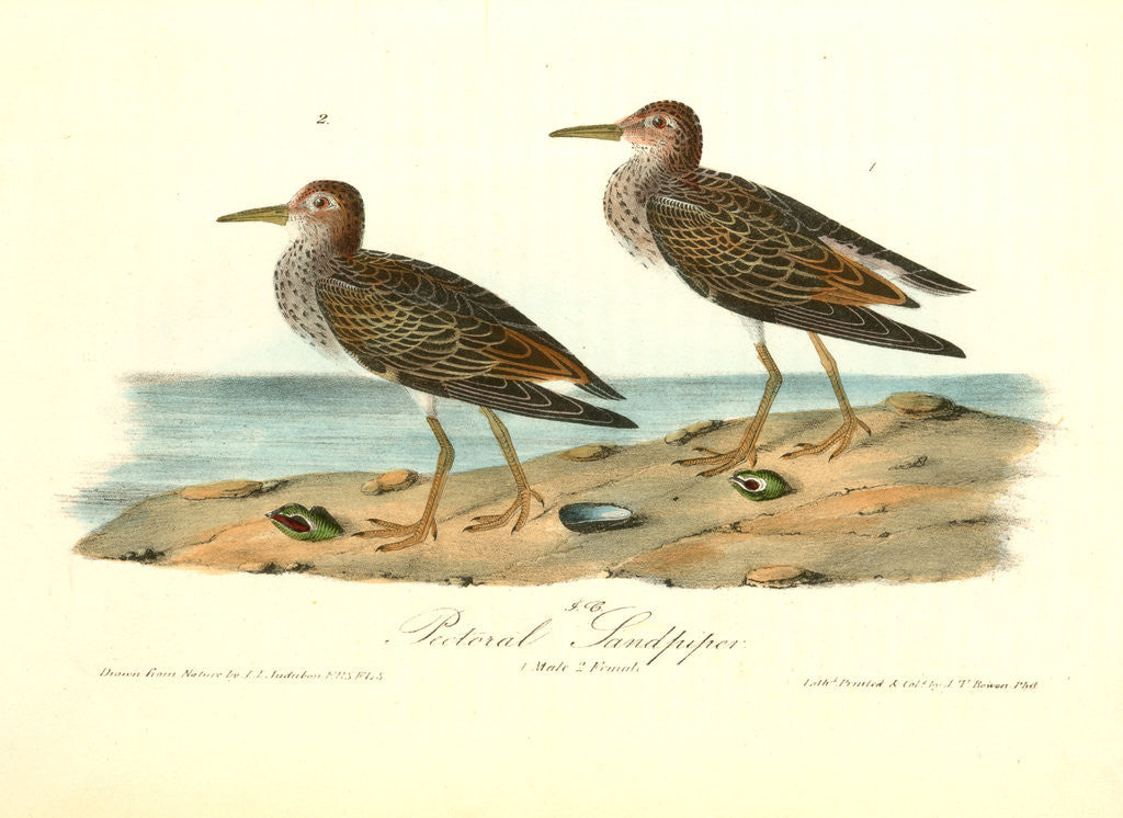 Detail of Pectoral Sandpiper by John James Audubon