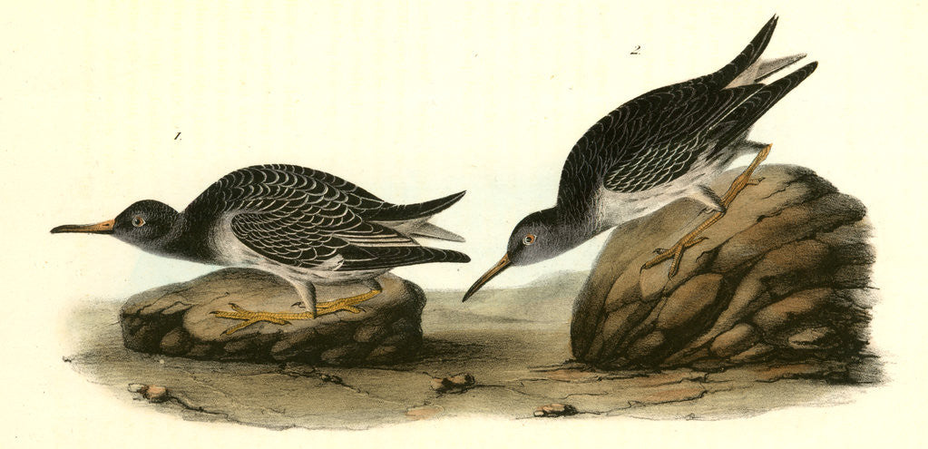 Detail of Purple Sandpiper. 1.Summer. 2. Winter by John James Audubon