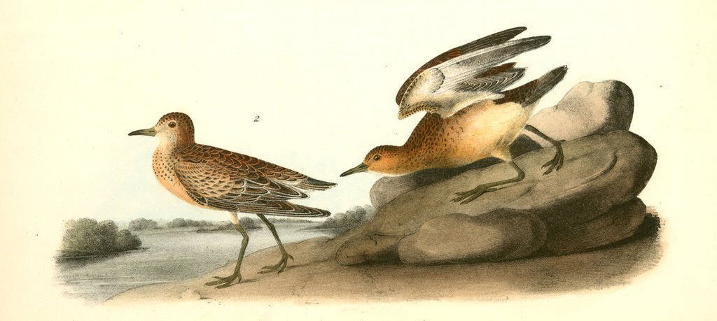 Detail of Buff-breasted Sandpiper. 1.Male. 2. Female by John James Audubon