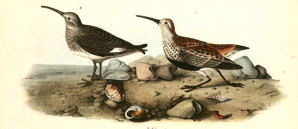 Detail of Red-backed Sandpiper by John James Audubon