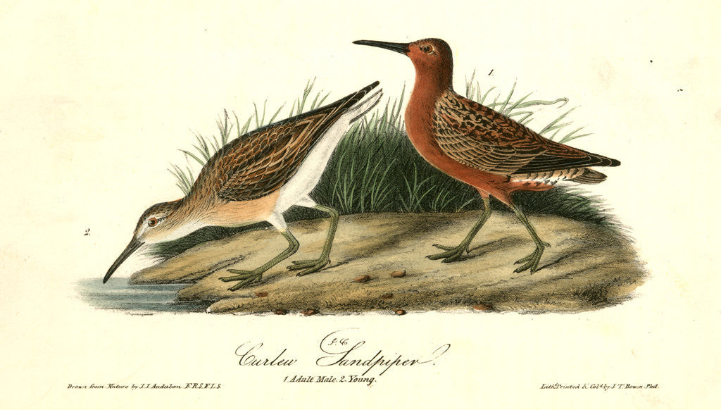 Detail of Curlew Sandpiper by John James Audubon