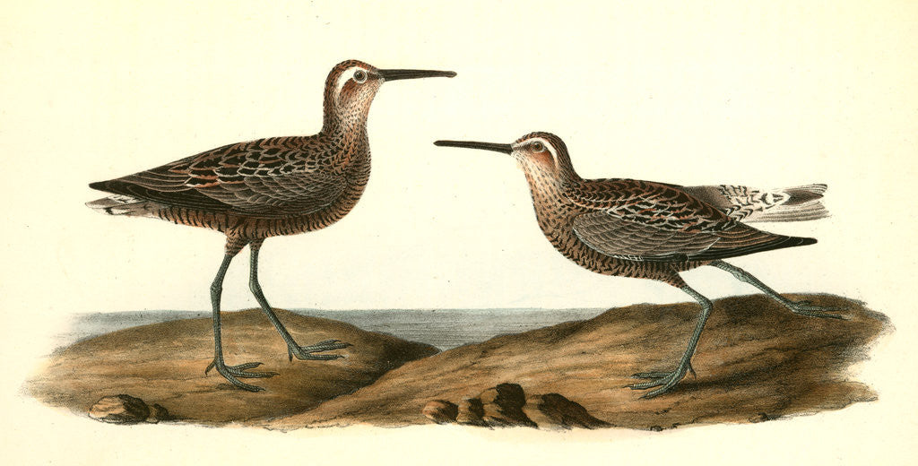 Detail of Long-legged Sandpiper by John James Audubon