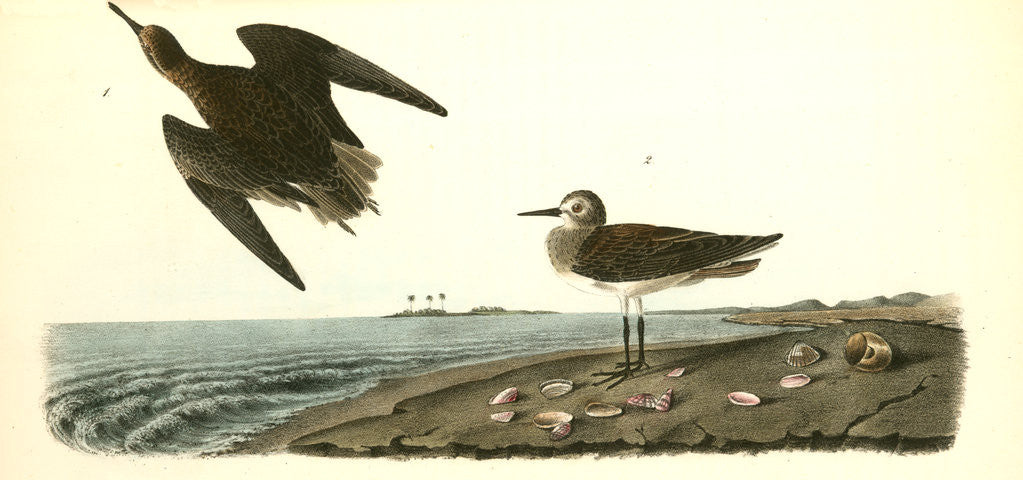 Detail of Schinz's Sandpiper by John James Audubon