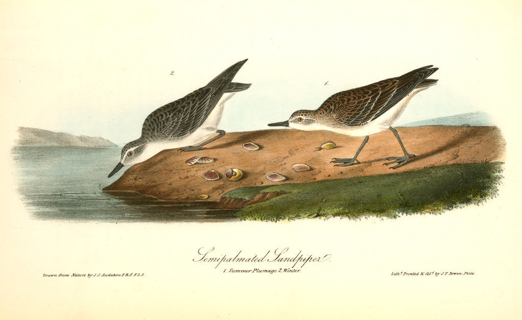 Detail of Semipalmated Sandpiper by John James Audubon