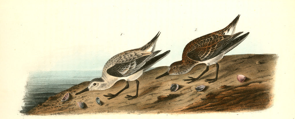 Detail of Sanderling Sandpiper by John James Audubon