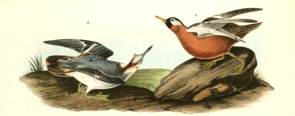 Detail of Adult Phalarope by John James Audubon