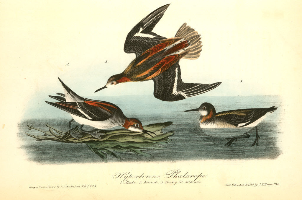Detail of Hyperborean Phalarope by John James Audubon