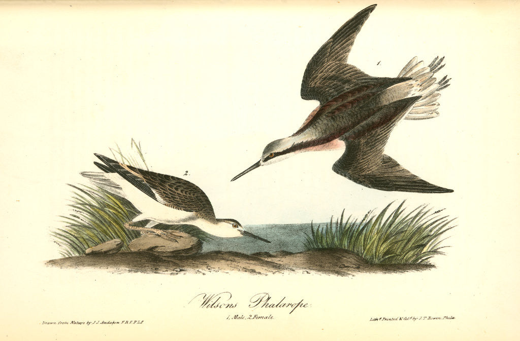 Detail of Wilson's Phalarope by John James Audubon