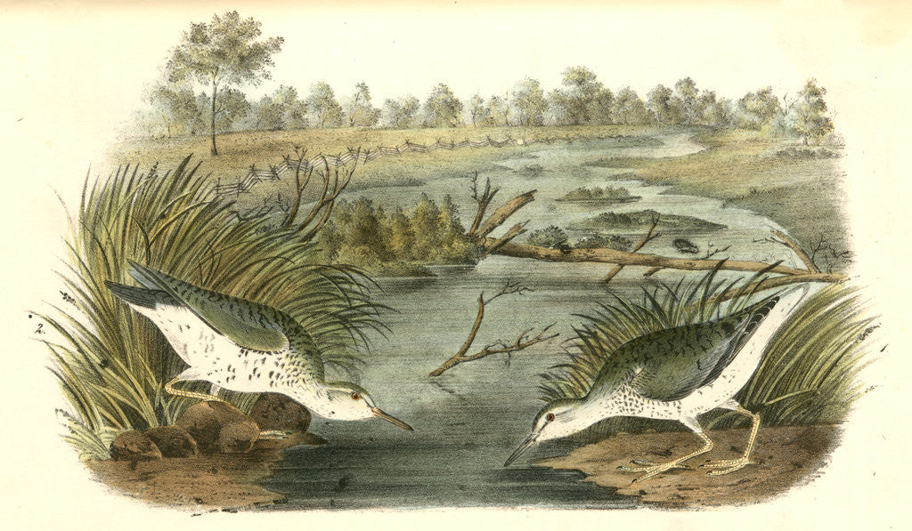 Detail of Spotted Sandpiper by John James Audubon