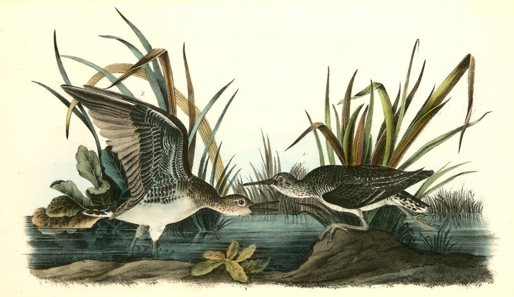 Detail of Solitary Sandpiper by John James Audubon