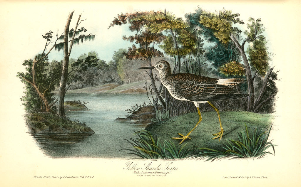 Detail of Yellow Shank Tatler. Male, Summer plumage by John James Audubon