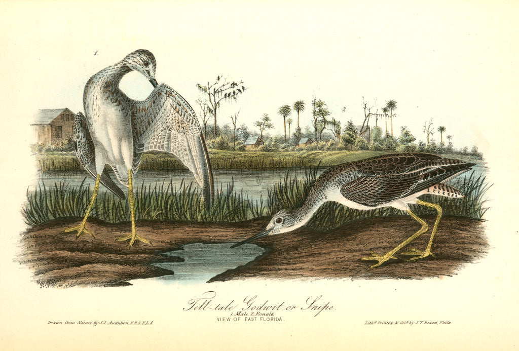 Detail of Tell-tale Goswit or Snipe by John James Audubon