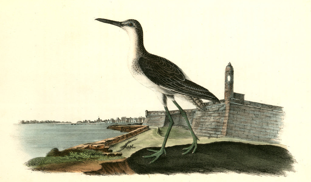 Detail of Greenshank. Male by John James Audubon