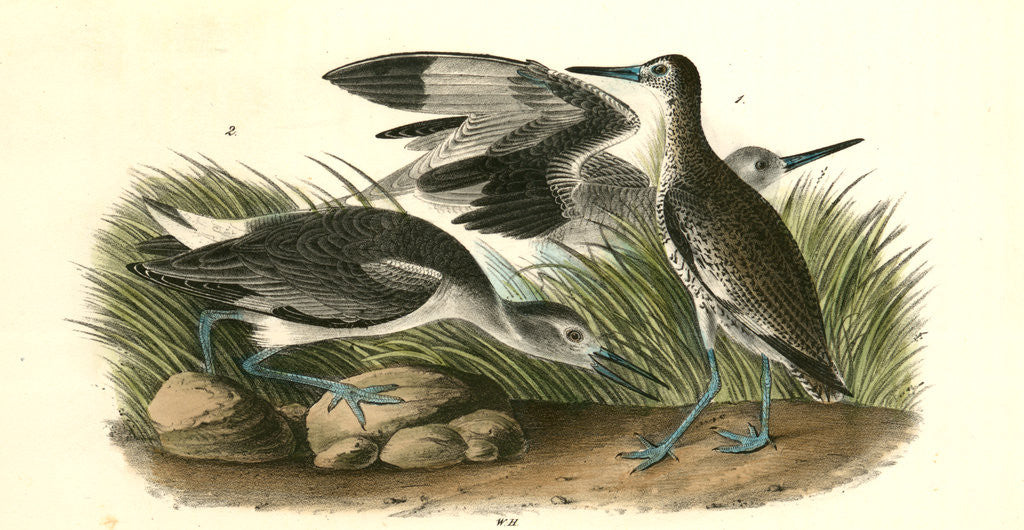 Detail of Semipalmated Snipe, Willet or Stone Curlew by John James Audubon