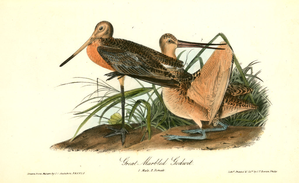 Detail of Great Marbled Godwit by John James Audubon