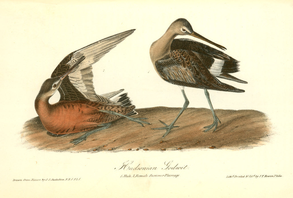 Detail of Hudsonian Godwit by John James Audubon