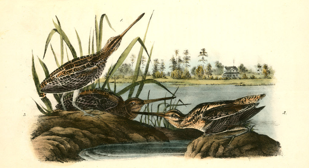 Detail of Wilson's Snipe. - Common Snipe by John James Audubon