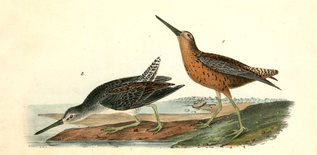 Detail of Red-breasted Snipe by John James Audubon