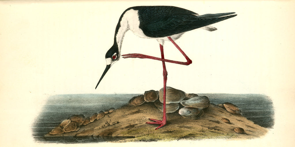 Detail of Black-Necked Stillt. Male by John James Audubon